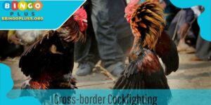 Cross-Border Cockfighting