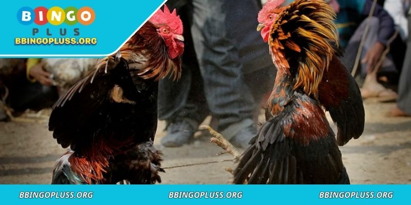Introduction to BINGOPLUS knife cockfighting