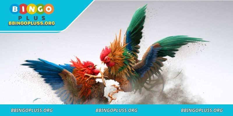 Platforms enable global cockfighting competitions