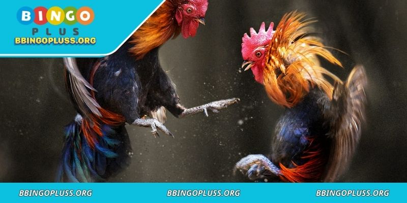 Roosters demonstrate skill and strategy in matches