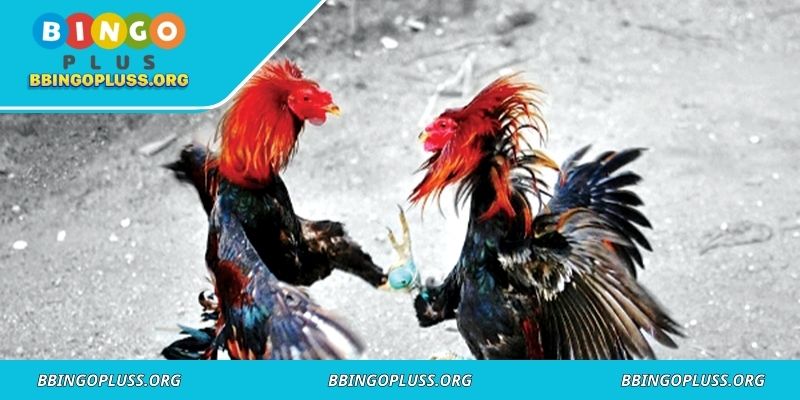 Roosters reflect traditions and cultural heritage