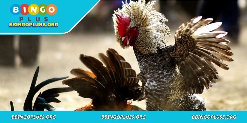 Rules for Knife-Spur Cockfighting at BINGOPLUS