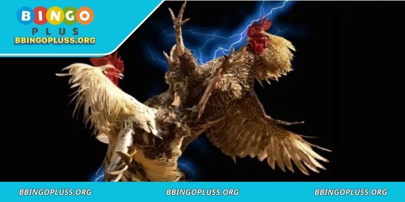 Rural community gathering for unarmed cockfighting