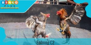 Sabong C2