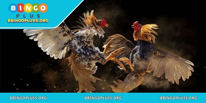 World Sabong Championship Live Odds Explained