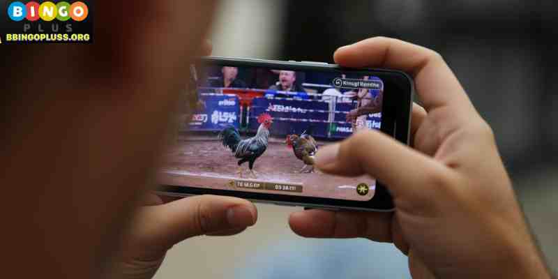 User watching live sabong betting match on smartphone